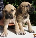 Fila Brasileiro